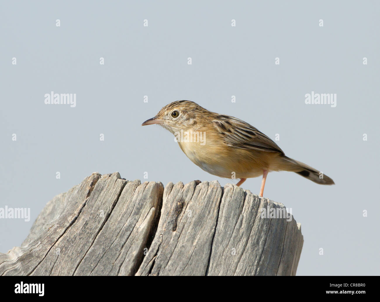 Zitting Cisticola Cisticola juncidis chiamato anche la ventola tailed Trillo La Janda Spagna meridionale Foto Stock