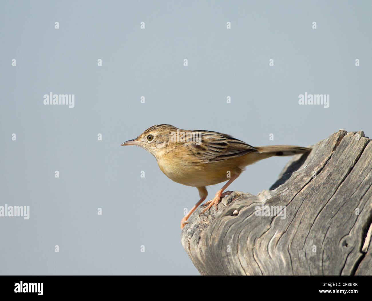 Zitting Cisticola Cisticola juncidis chiamato anche la ventola tailed Trillo La Janda Spagna meridionale Foto Stock