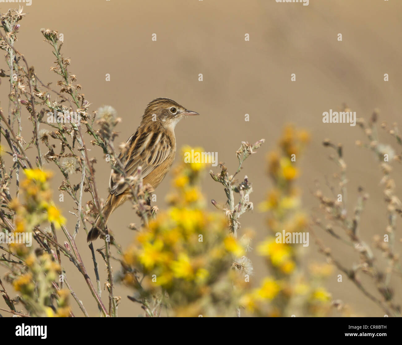 Zitting Cisticola Cisticola juncidis chiamato anche la ventola tailed Trillo La Janda Spagna meridionale Foto Stock