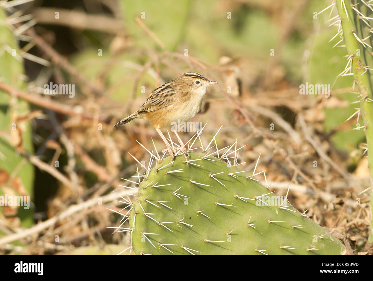 Zitting Cisticola Cisticola juncidis chiamato anche la ventola tailed Trillo La Janda Spagna meridionale Foto Stock