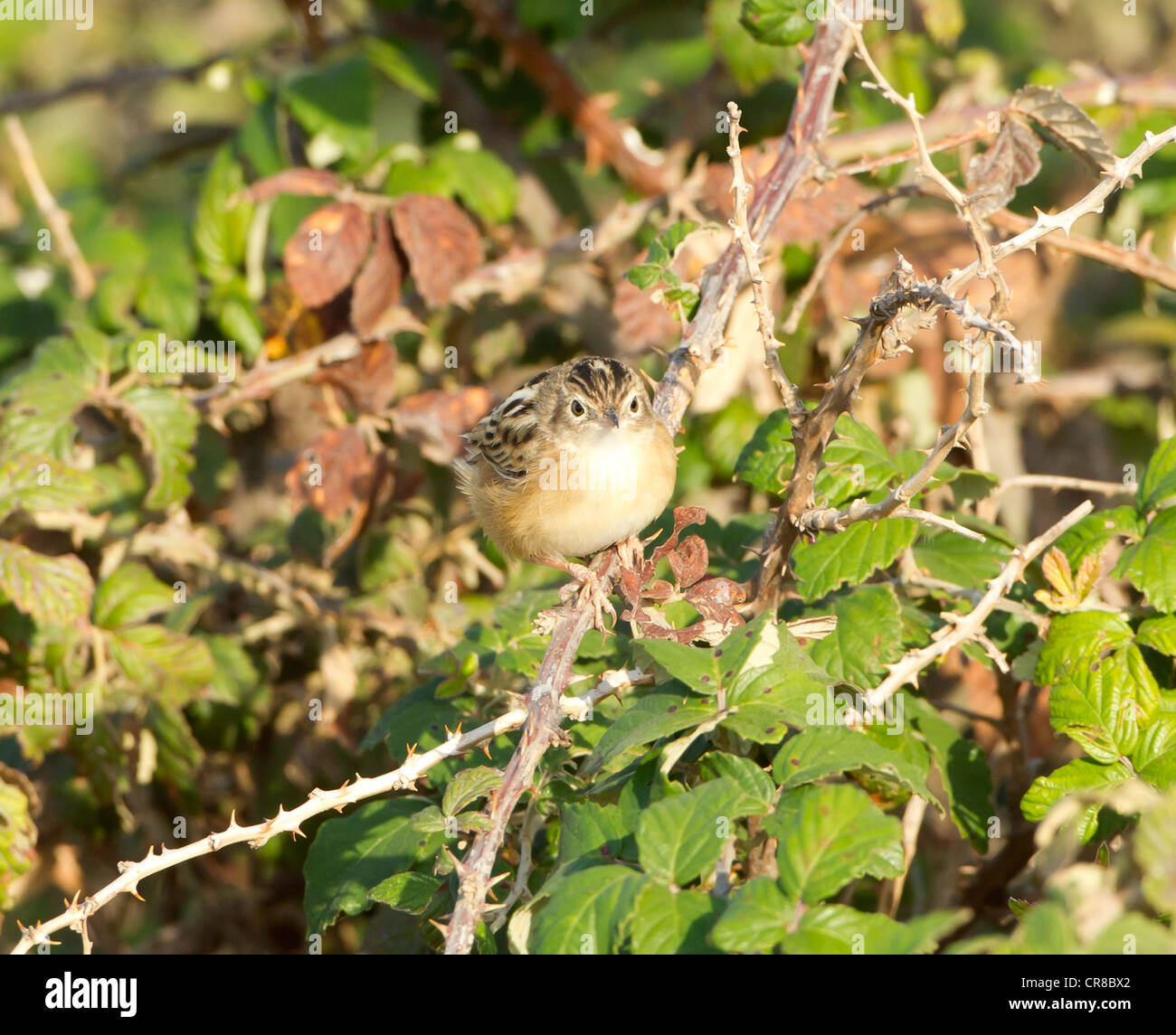 Zitting Cisticola Cisticola juncidis chiamato anche la ventola tailed Trillo La Janda Spagna meridionale Foto Stock