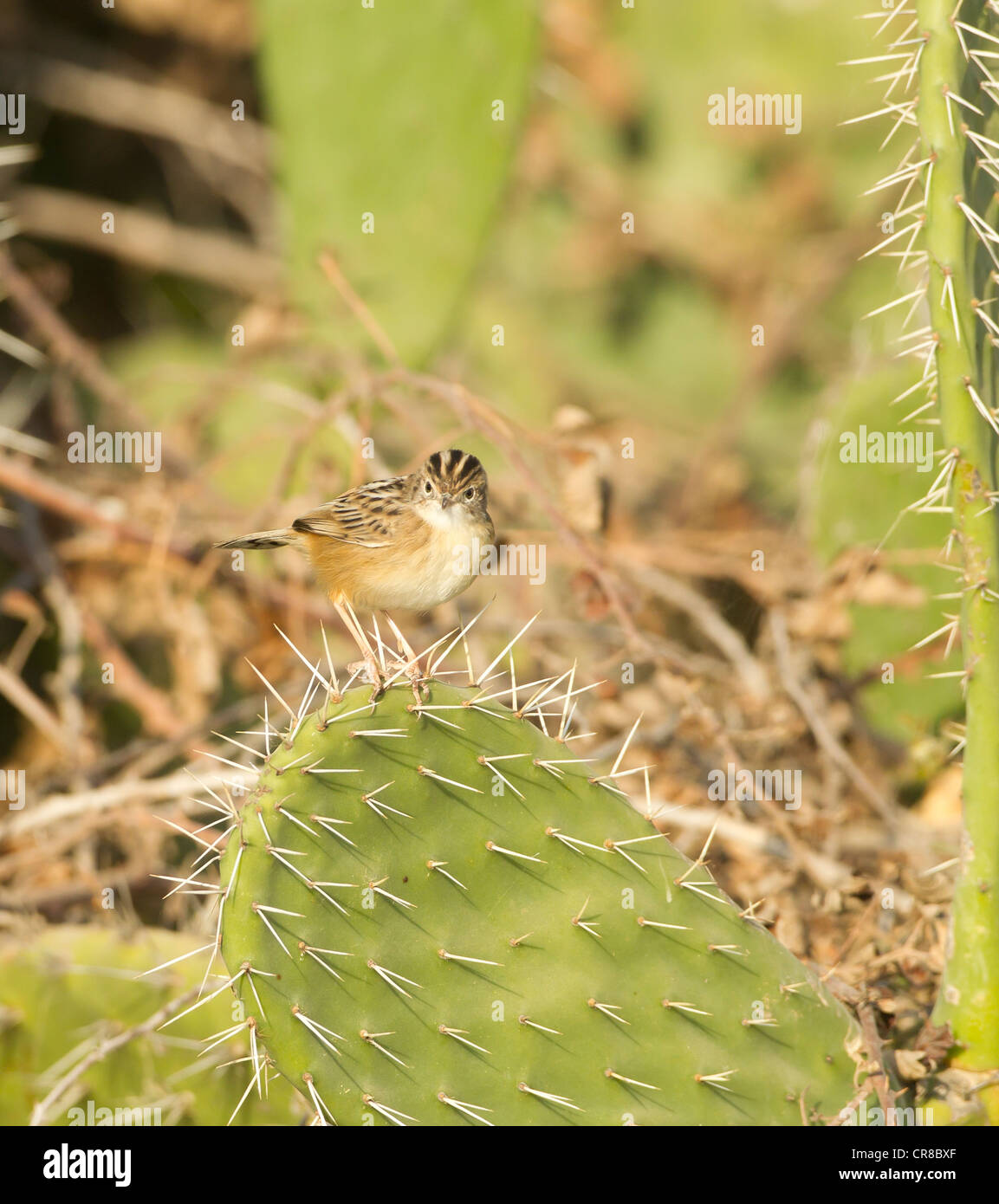Zitting Cisticola Cisticola juncidis chiamato anche la ventola tailed Trillo La Janda Spagna meridionale Foto Stock