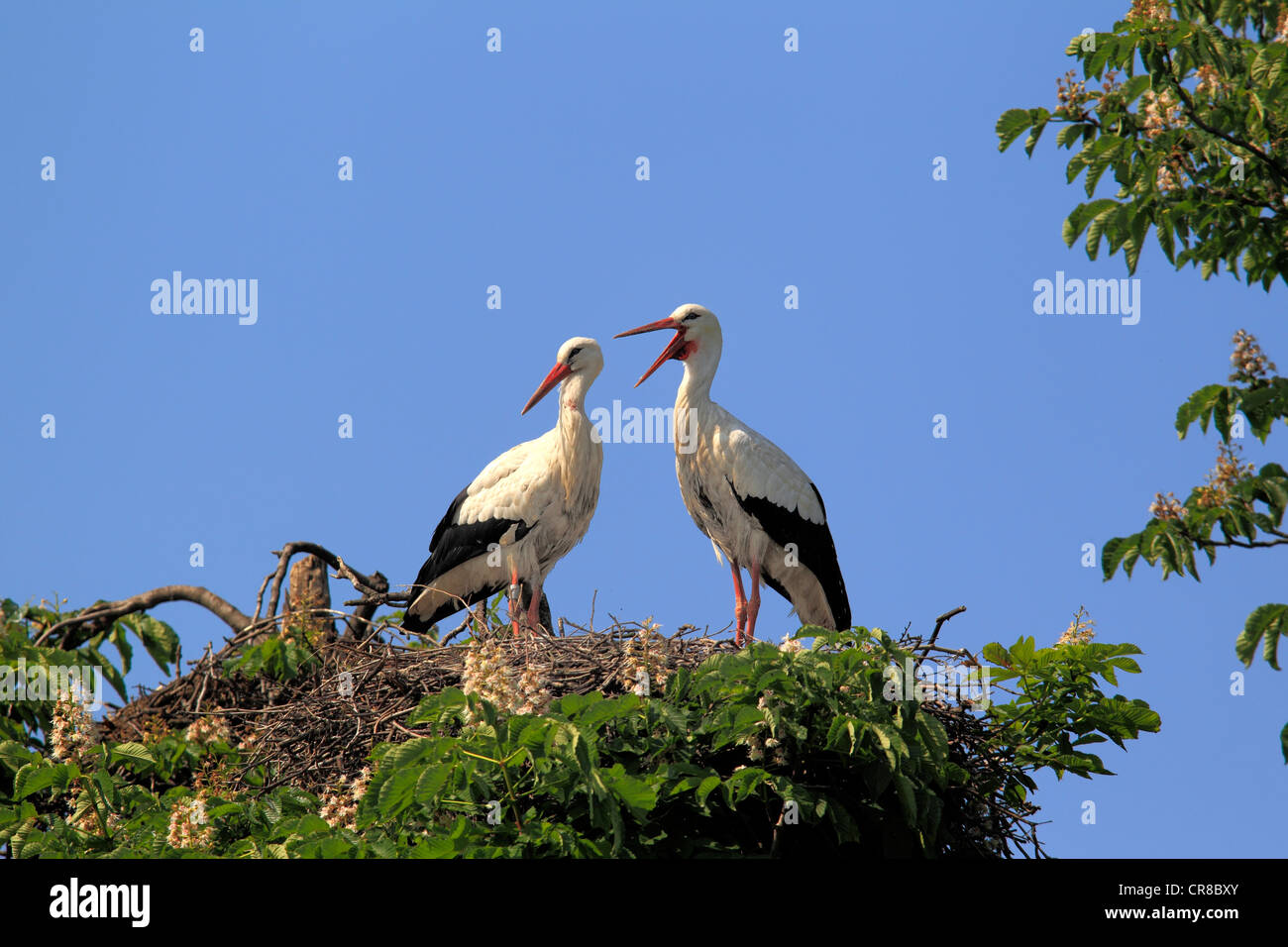 Cicogna bianca (Ciconia ciconia), coppia su un nido in un albero di castagno, Mannheim, Baden-Wuerttemberg, Germania, Europa Foto Stock