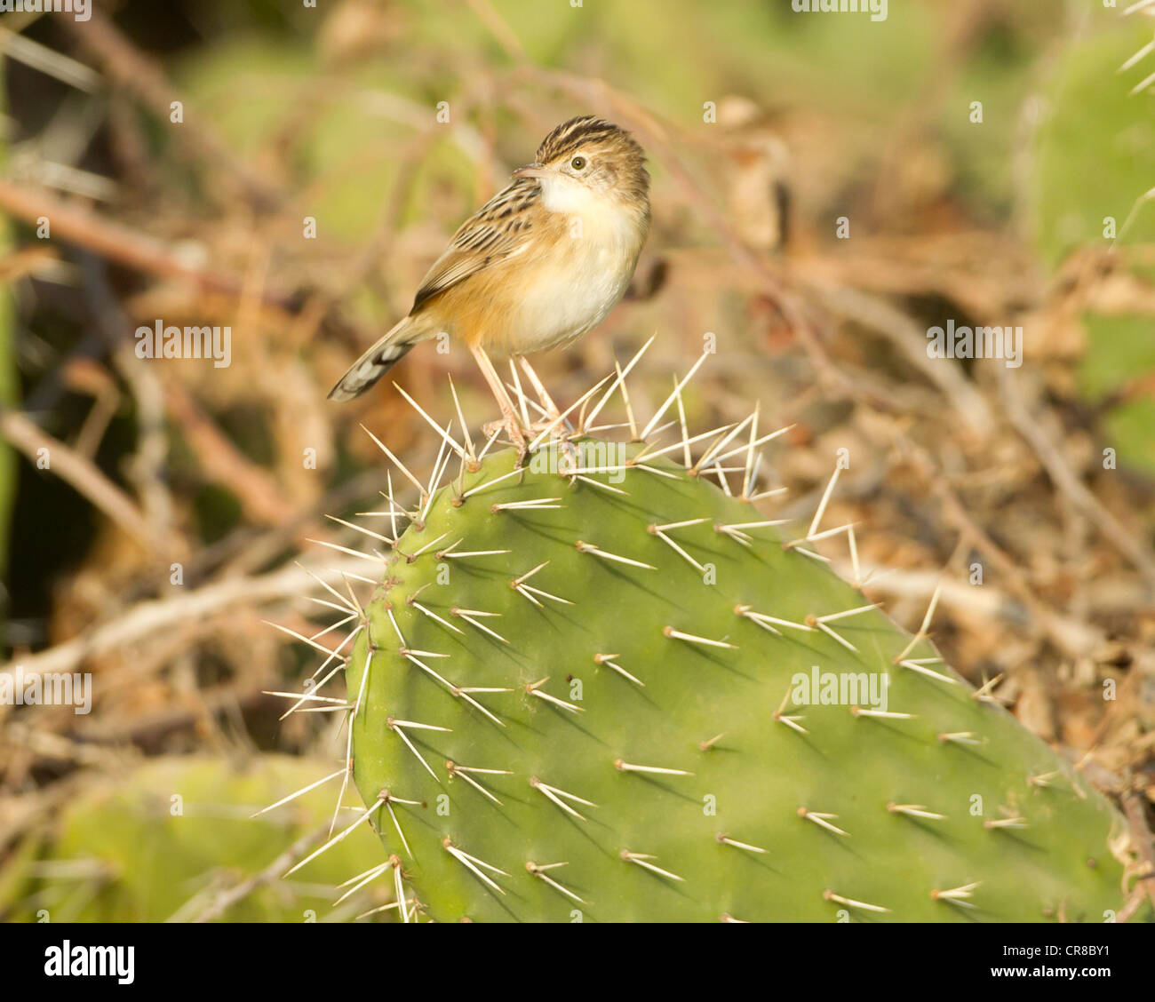 Zitting Cisticola Cisticola juncidis chiamato anche la ventola tailed Trillo La Janda Spagna meridionale Foto Stock