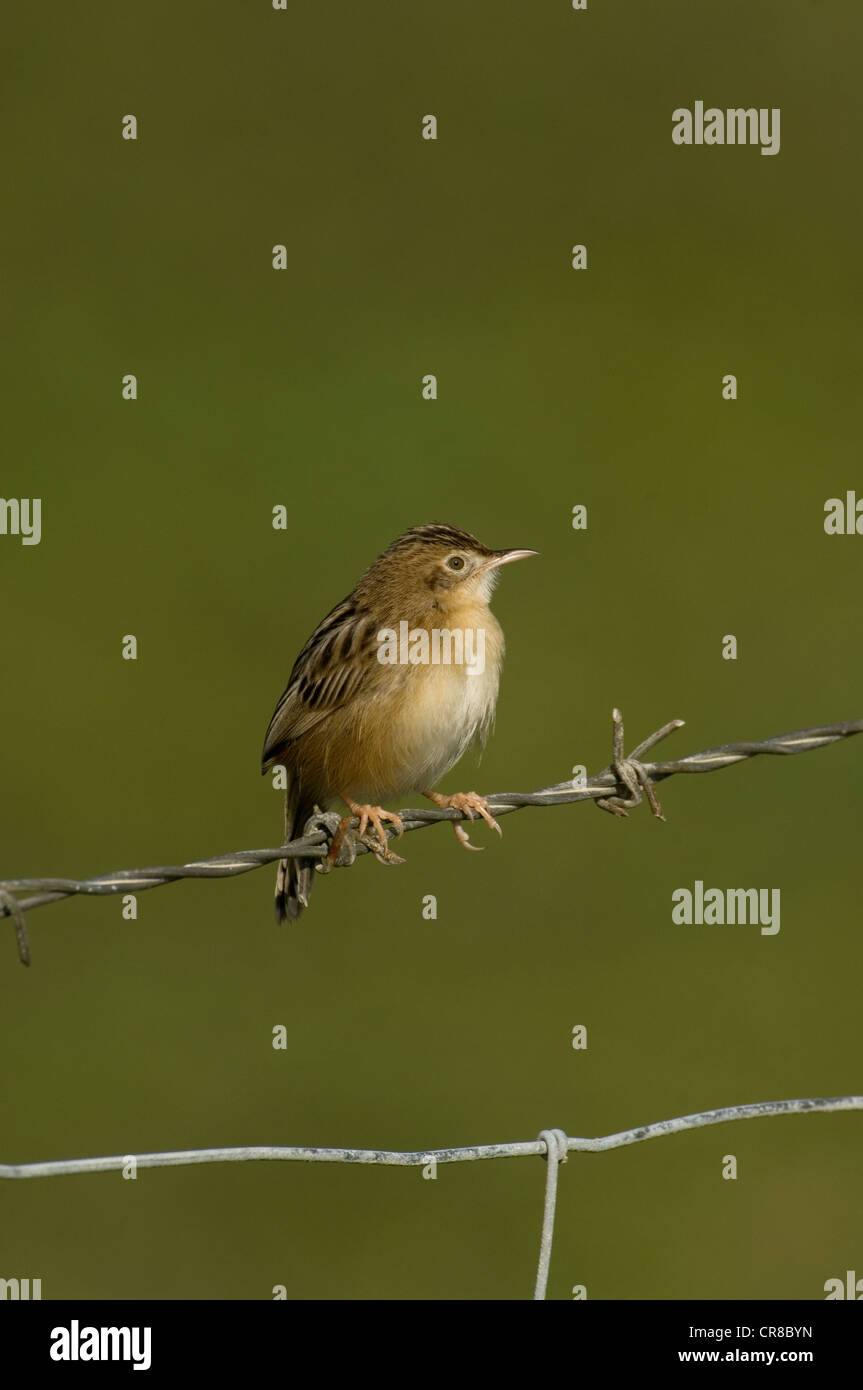 Zitting Cisticola Cisticola juncidis chiamato anche la ventola tailed Trillo La Janda Spagna meridionale Foto Stock