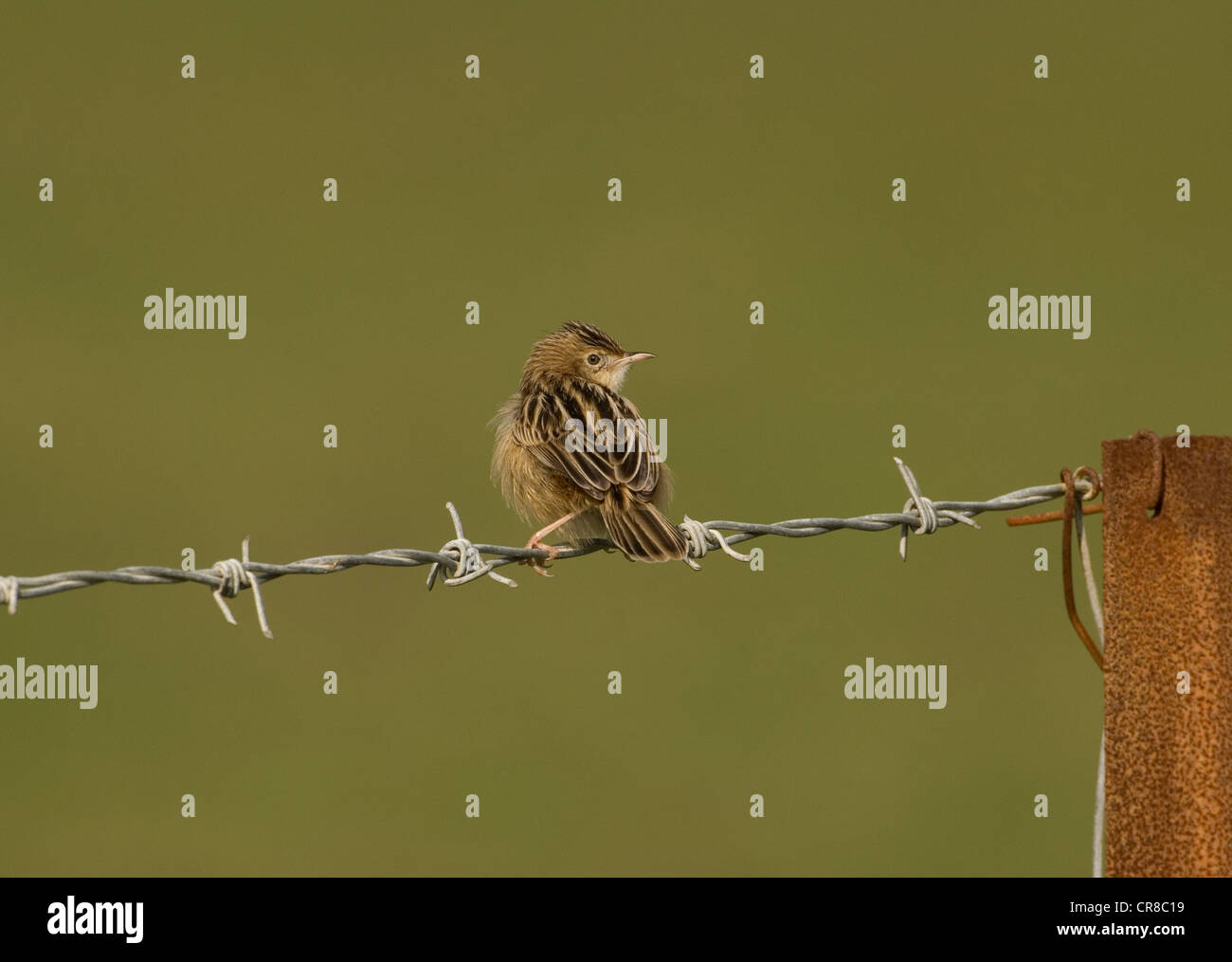 Zitting Cisticola Cisticola juncidis chiamato anche la ventola tailed Trillo La Janda Spagna meridionale Foto Stock