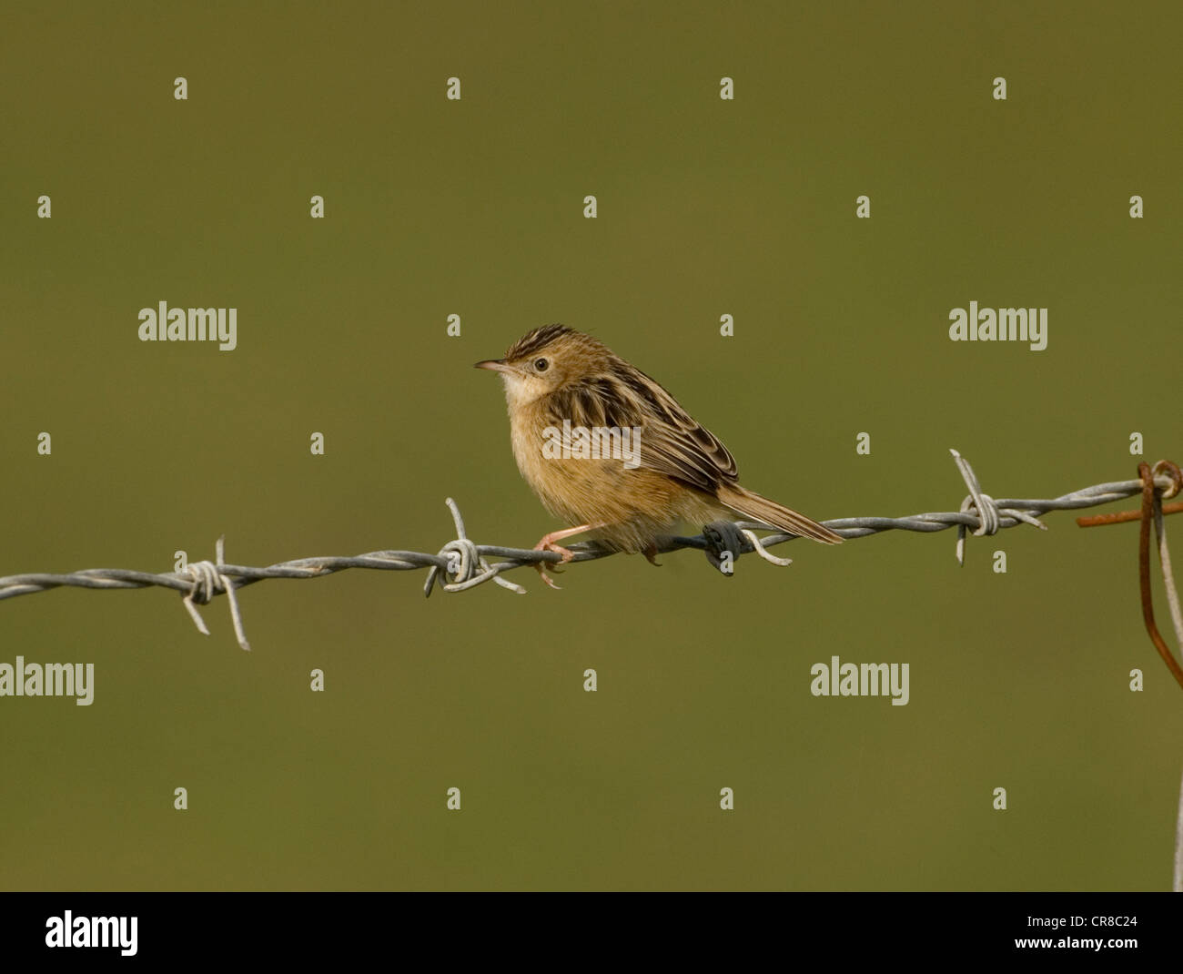 Zitting Cisticola Cisticola juncidis chiamato anche la ventola tailed Trillo La Janda Spagna meridionale Foto Stock