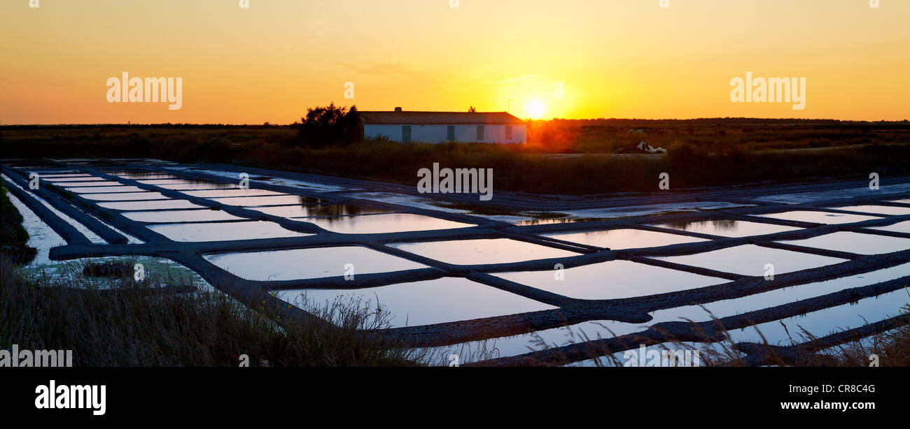 Francia, Charente Maritime, Ile de Re, Loix en Re, Anse du Fier d Ars, Salt Marsh Foto Stock