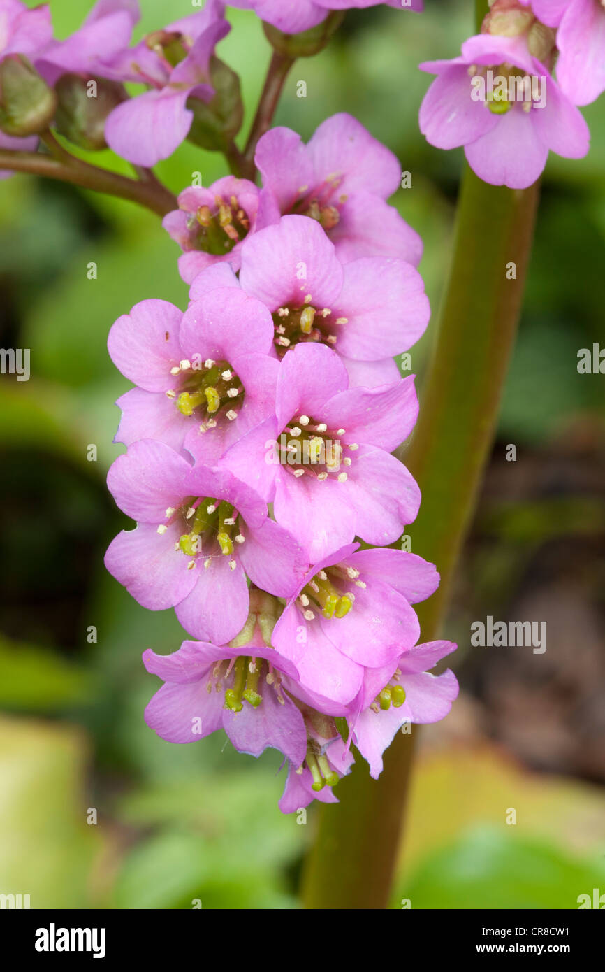 Il tè mongolo, Bergenia cordifolia, Saxifragaceae Foto Stock