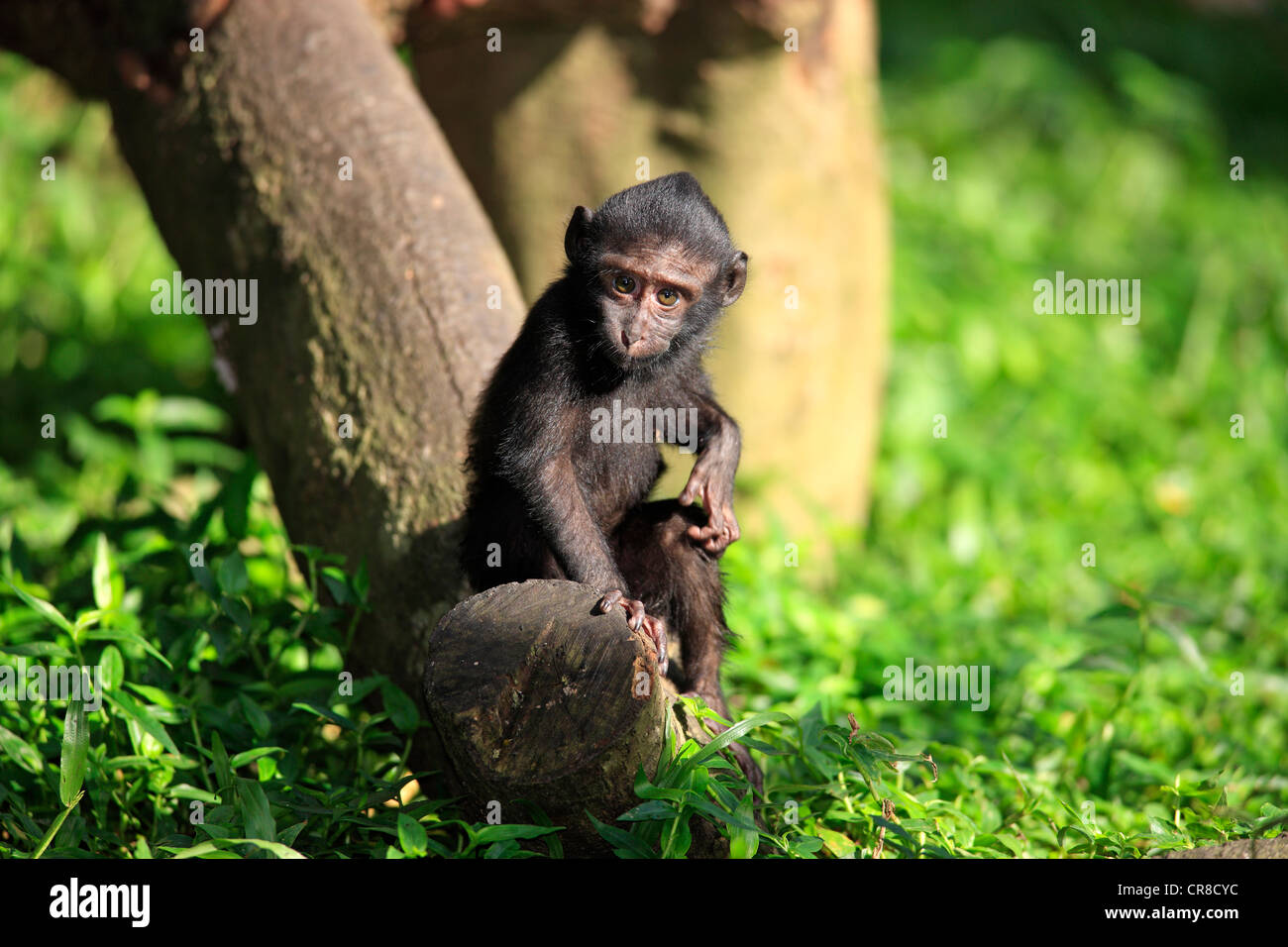 Celebes macaco crestato (Macaca nigra), giovane, captive, Singapore, Sud-est asiatico Foto Stock