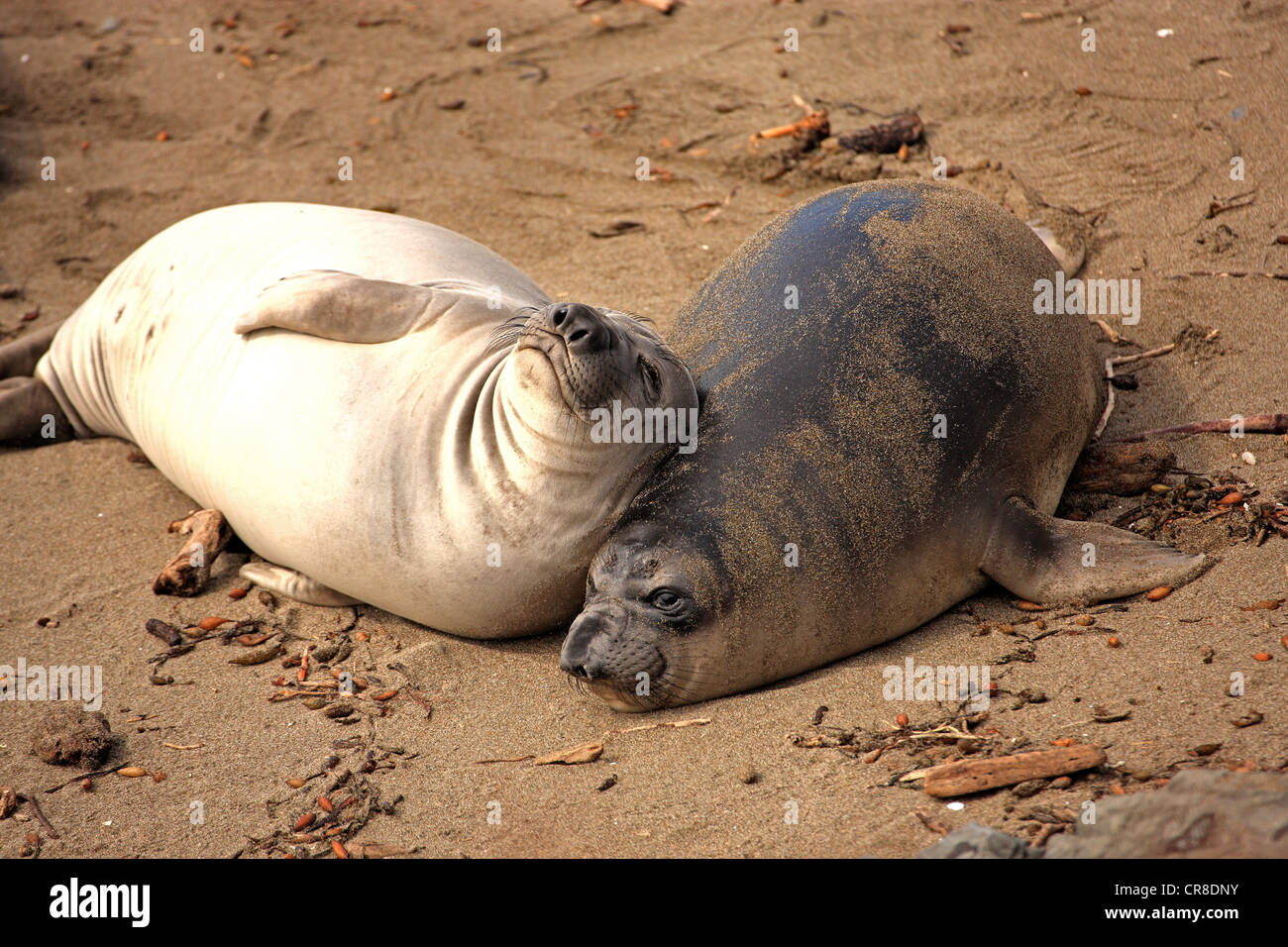 Northern Elephant guarnizioni (Mirounga angustirostris), cuccioli su una spiaggia, Piedra Blancas, CALIFORNIA, STATI UNITI D'AMERICA Foto Stock