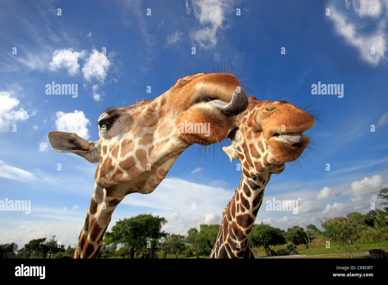 Due Giraffe reticolate (Giraffa camelopardalis reticulata), Adulto, ritratto, in cattività, Florida, Stati Uniti d'America Foto Stock