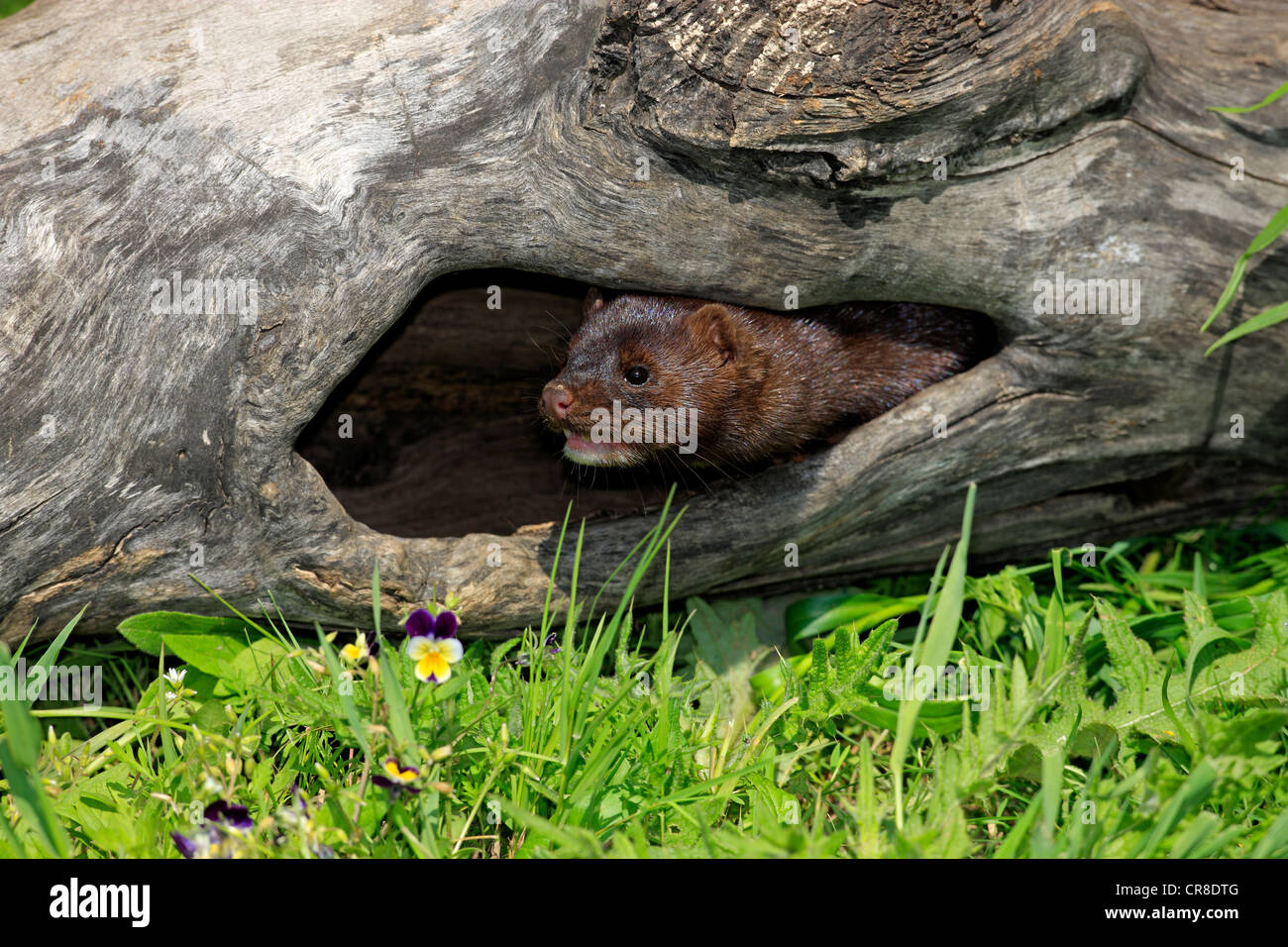 American visoni (Neovison vison, Mustela vison), Adulto nella sua tana, Minnesota, Stati Uniti d'America Foto Stock