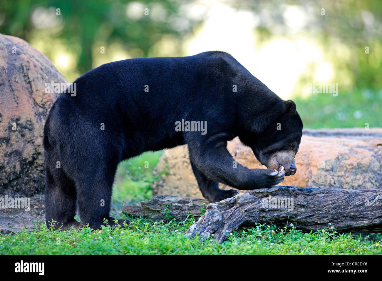 Sun orso o Honey Bear (Helarctos malayanus), Adulto, maschio, captive, Miami, Florida, Stati Uniti d'America Foto Stock