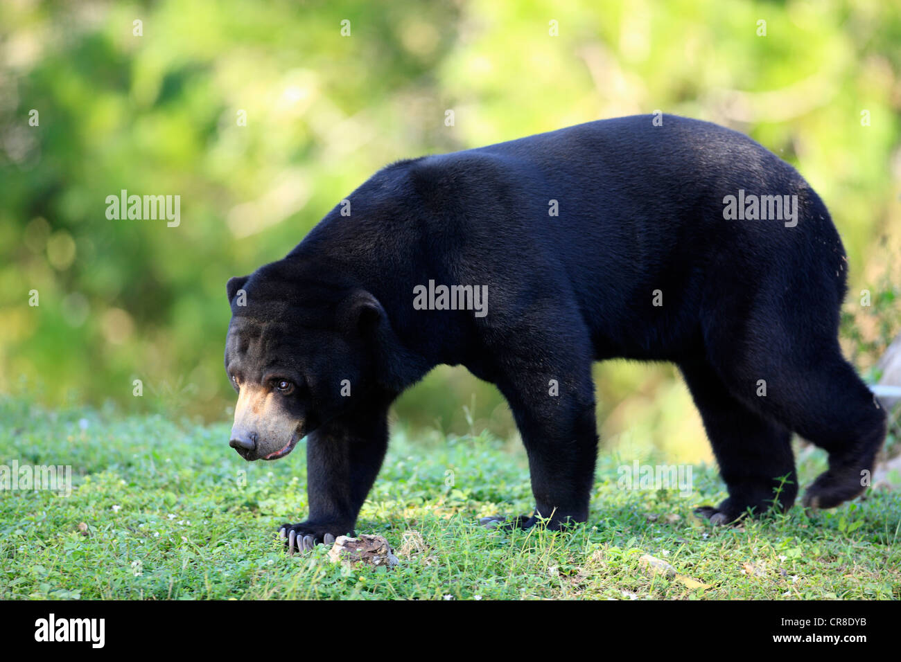 Sun orso o Honey Bear (Helarctos malayanus), Adulto, femmina, captive, Miami, Florida, Stati Uniti d'America Foto Stock