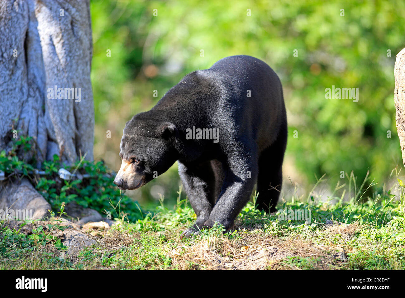 Sun orso o Honey Bear (Helarctos malayanus), Adulto, femmina, captive, Miami, Florida, Stati Uniti d'America Foto Stock