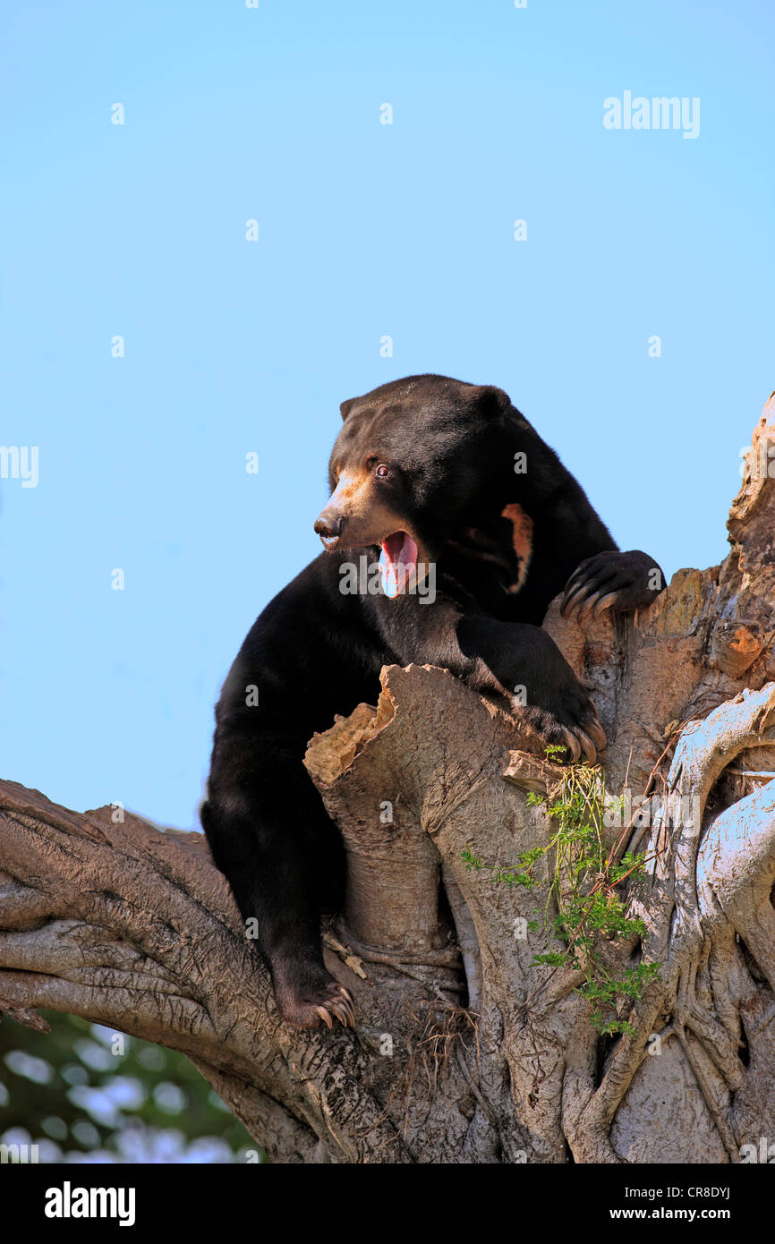 Sun orso o Honey Bear (Helarctos malayanus), Adulto, maschio, sbadigli, sull albero, captive, Miami, Florida, Stati Uniti d'America Foto Stock