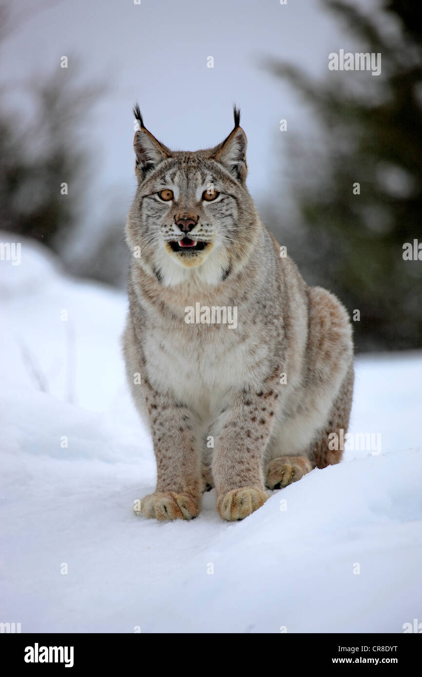 Lynx (Felis lynx), Adulto, alla ricerca di cibo nella neve, Montana, USA Foto Stock