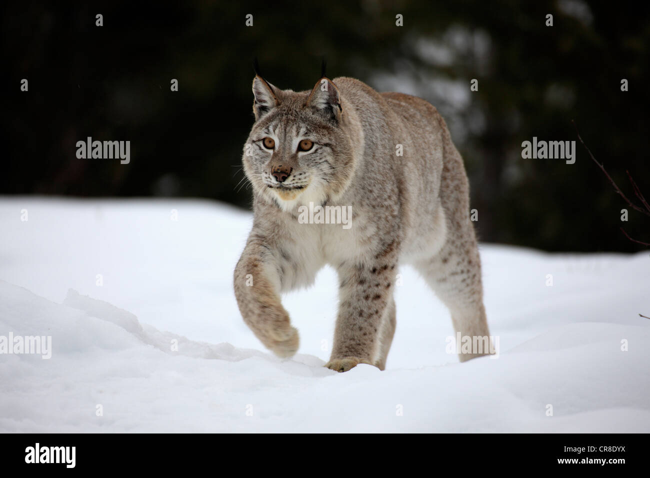 Lynx (Felis lynx), Adulto, alla ricerca di cibo nella neve, Montana, USA Foto Stock