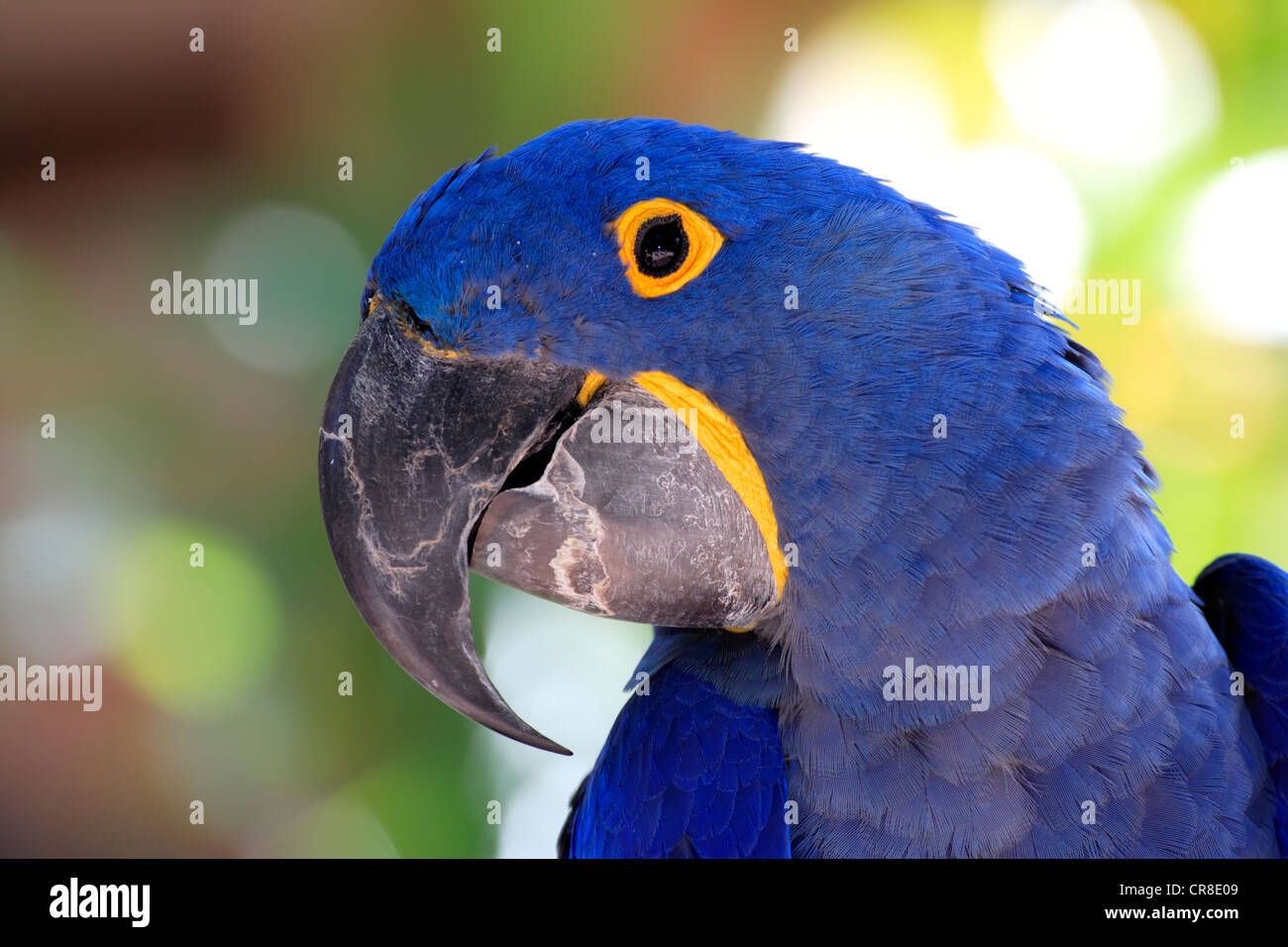 Ara Giacinto o Hyacinthine Macaw (Anodorhynchus hyacinthinus), Adulto, ritratto, Miami, Florida, Stati Uniti d'America Foto Stock