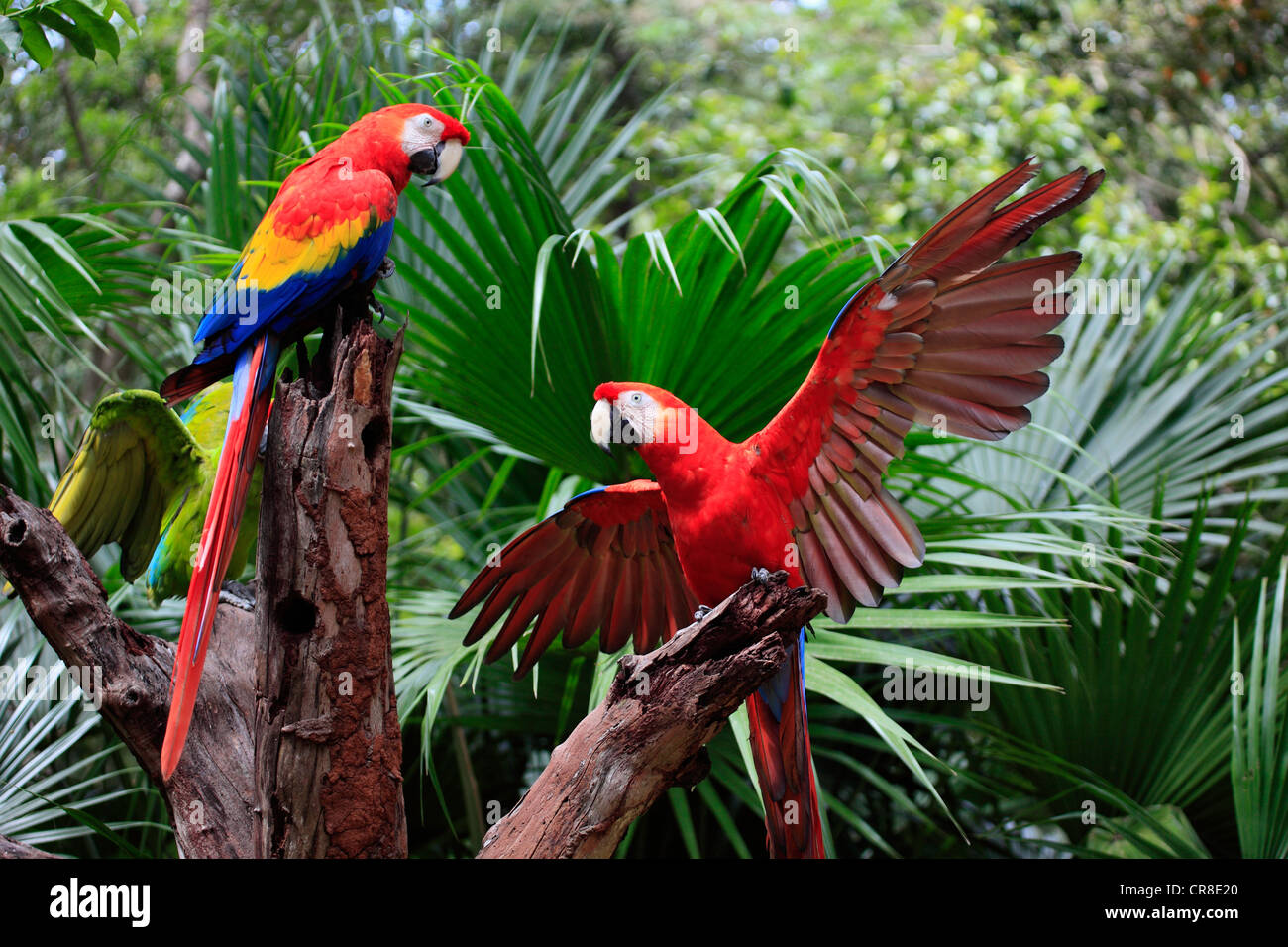 Scarlet Macaw (Ara Macao), Coppia adulta, Roatan in Honduras Caraibi, America Centrale e America Latina Foto Stock