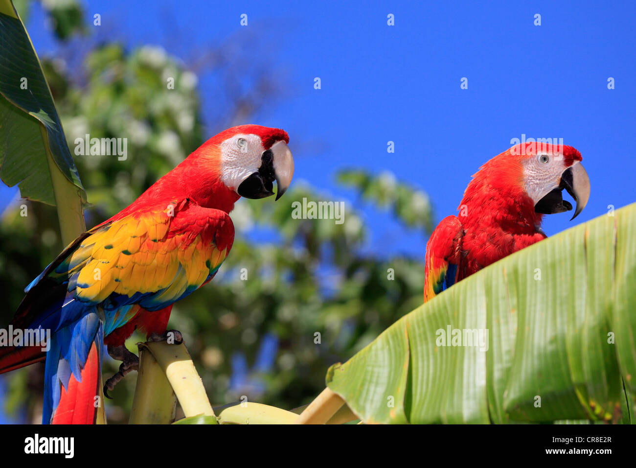 Scarlet Macaws (Ara Macao), Adulto coppia appollaiato su un albero di banana, Roatan in Honduras Caraibi, America Centrale e America Latina Foto Stock