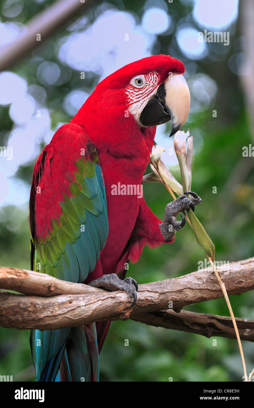 Green Macaw (Ara chloroptera), Adulto, appollaiato su un ramo di un albero, mangiare, in cattività, Florida, Stati Uniti d'America Foto Stock