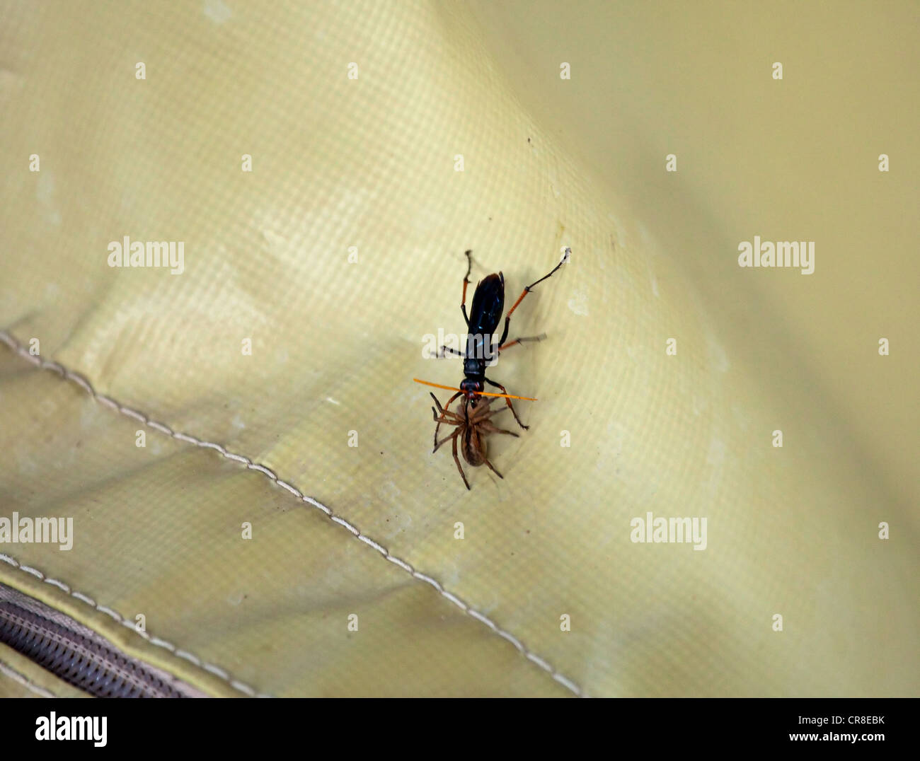 Wasp e preda Foto Stock