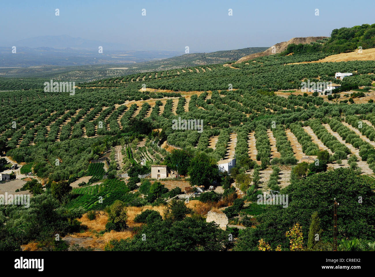 Spagna, Andalusia, provincia di Jaén, Ubeda, città patrimonio mondiale dell'UNESCO, ulivi campo Foto Stock