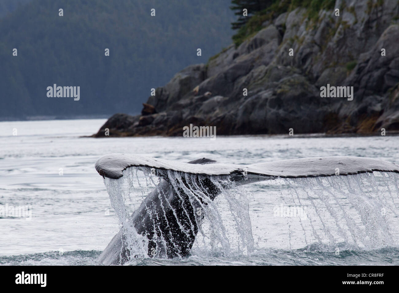 Coda di Humpback Whale Foto Stock