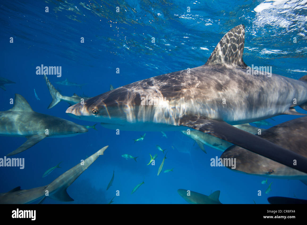 Frenesia dei Caraibi squali di barriera Foto Stock