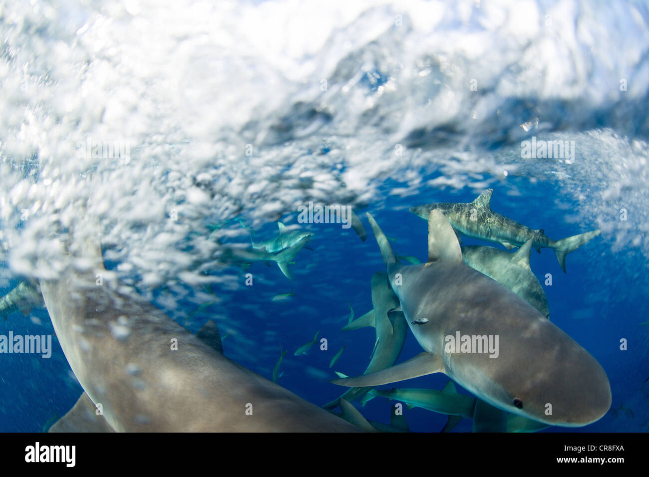Frenesia dei Caraibi squali di barriera Foto Stock