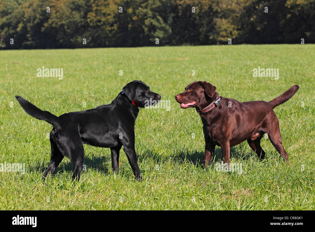 Nero e marrone Labrador Retriever (Canis lupus familiaris), due cani maschio tra loro affacciate Foto Stock