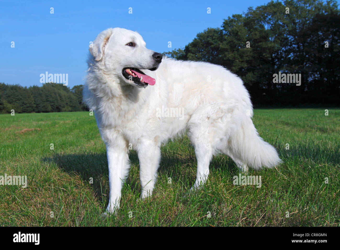 Kuvasz (Canis lupus familiaris), maschio, bestiame guardian dog Foto Stock