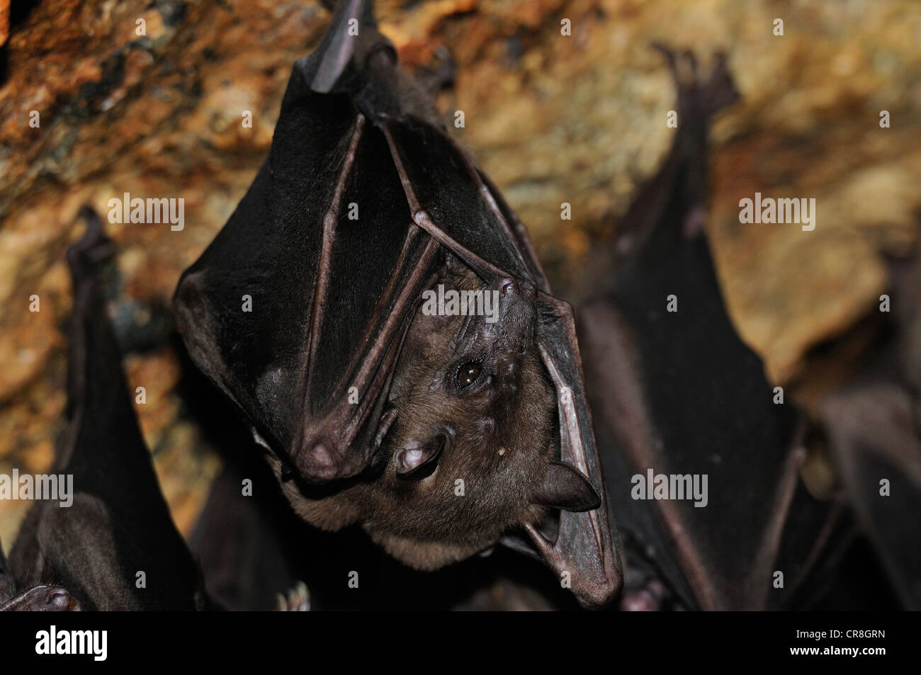 Fly Fox Pteropus sp. , Pteropodidae, Goa Lawah tempio, Bali, Indonesia, Asia Foto Stock