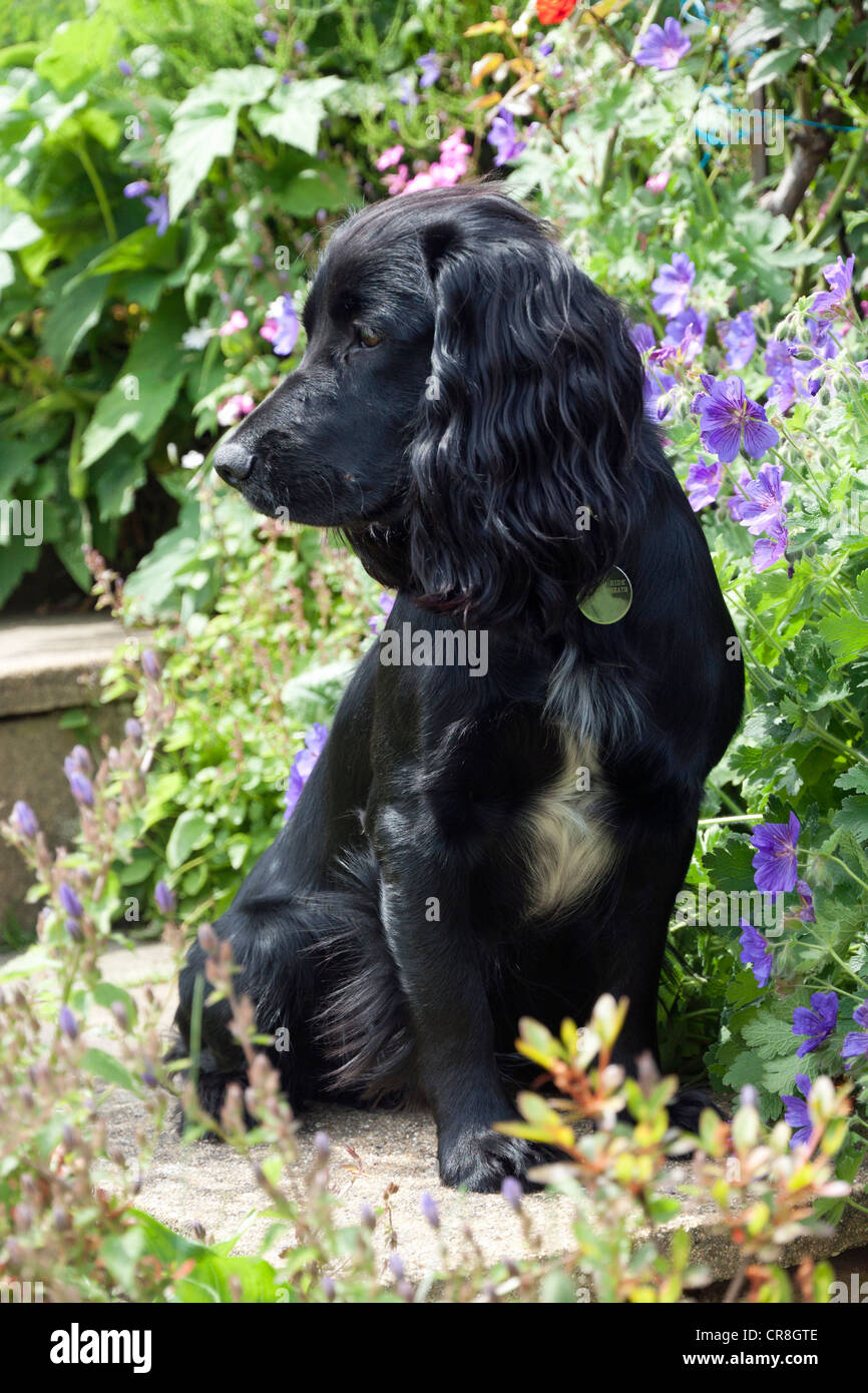 Lavoro nero Cocker Spaniel seduti sui passi in giardino Foto Stock