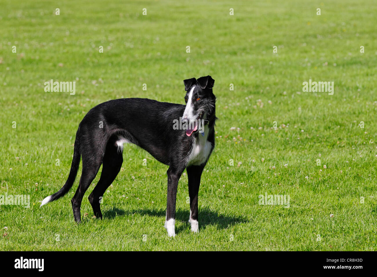 Galgo Espanol, galgo spagnolo, spagnolo Greyhound (Canis lupus familiaris) Foto Stock