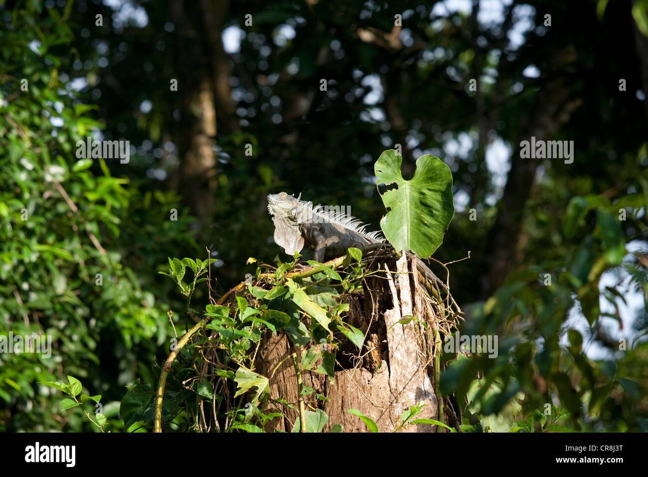 Iguana verde Foto Stock