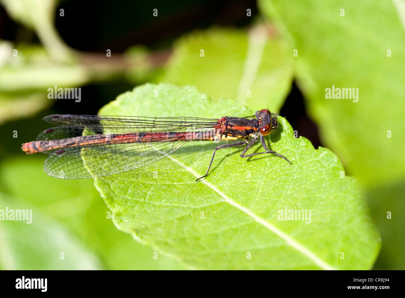 Un primo piano di un grande rosso (Damselfly Pyrrhosoma nymphula) prese in Lincoln, Lincolnshire, England, Regno Unito Foto Stock