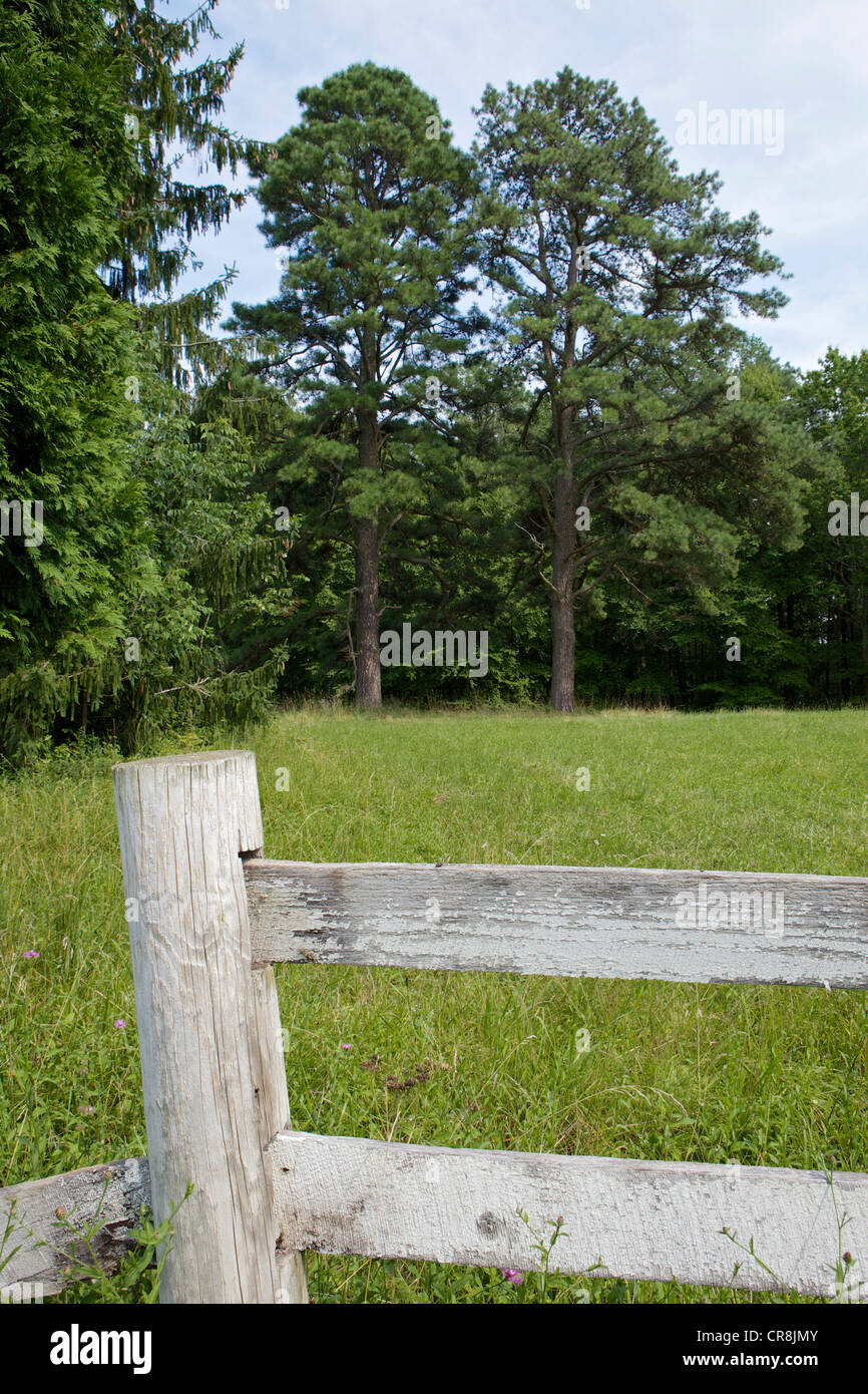 White staccionata in legno nella parte anteriore di un campo che conduce ad un'area forestale con due alberi di grandi dimensioni Foto Stock