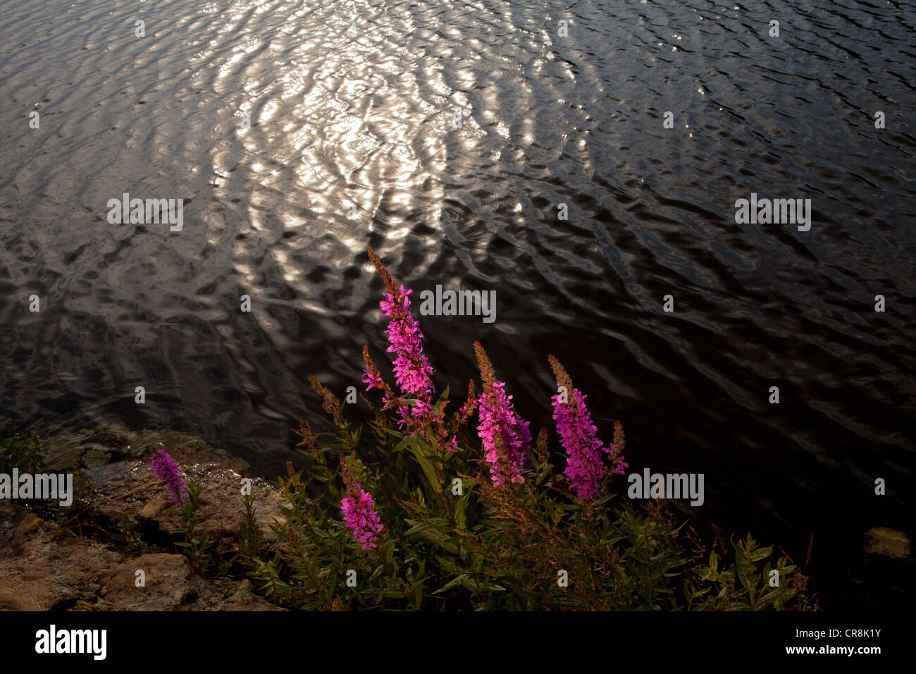 Purple loosestrife, Lythrum saliaria, presso l'isola Brattholmen nel lago Vansjø, Råde kommune, Østfold fylke, Norvegia. Foto Stock