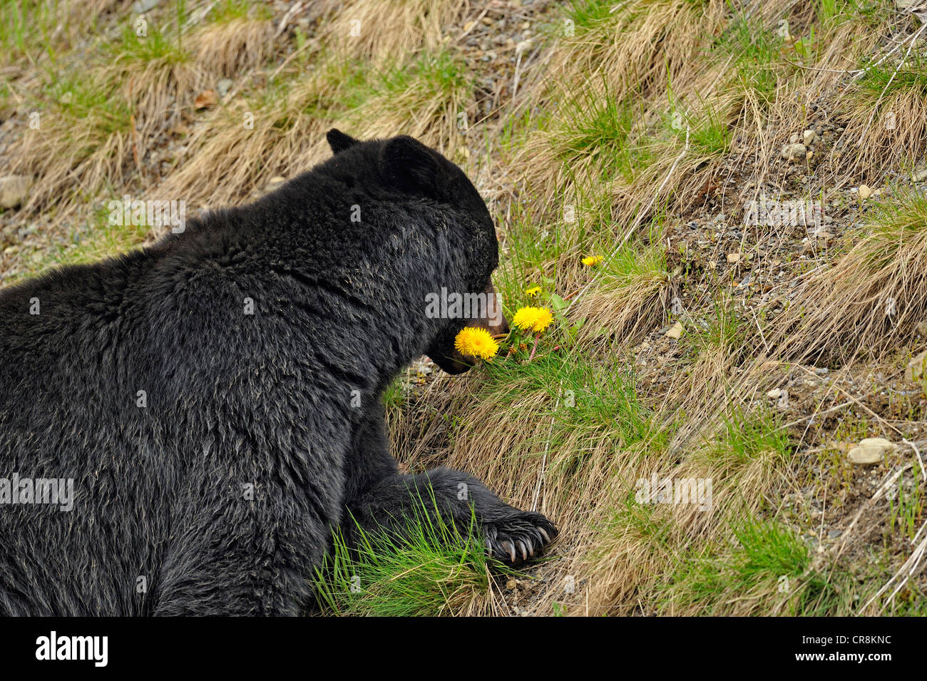 American Black Bear (Ursus americanus) foraggio per il tarassaco ed erba in primavera, E.C. Manning Provincial Park, BC, Canada Foto Stock