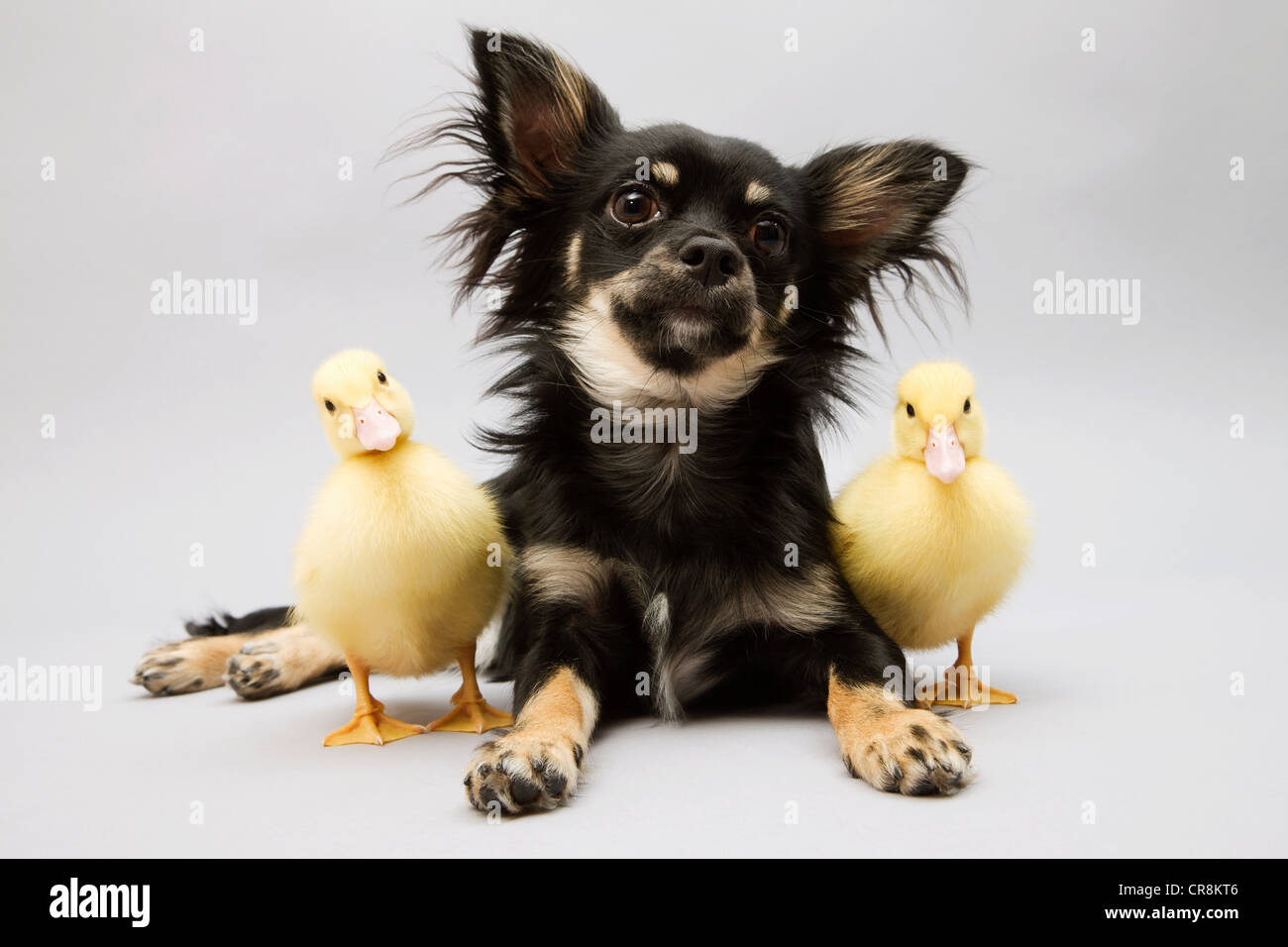 Cane e papere, ritratto Foto Stock