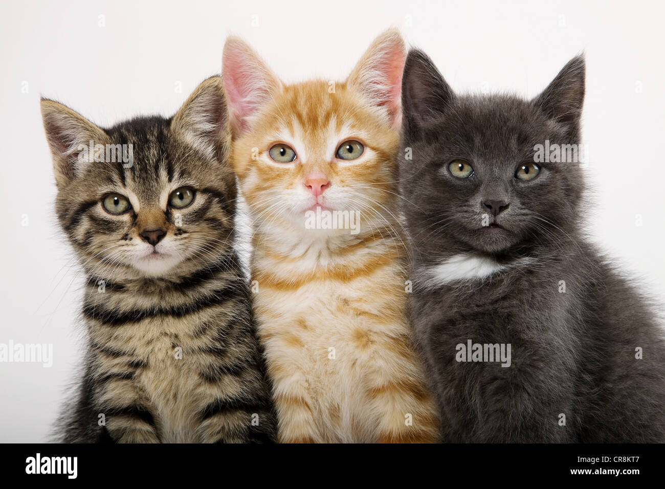 Tre gattini fianco a fianco Foto Stock