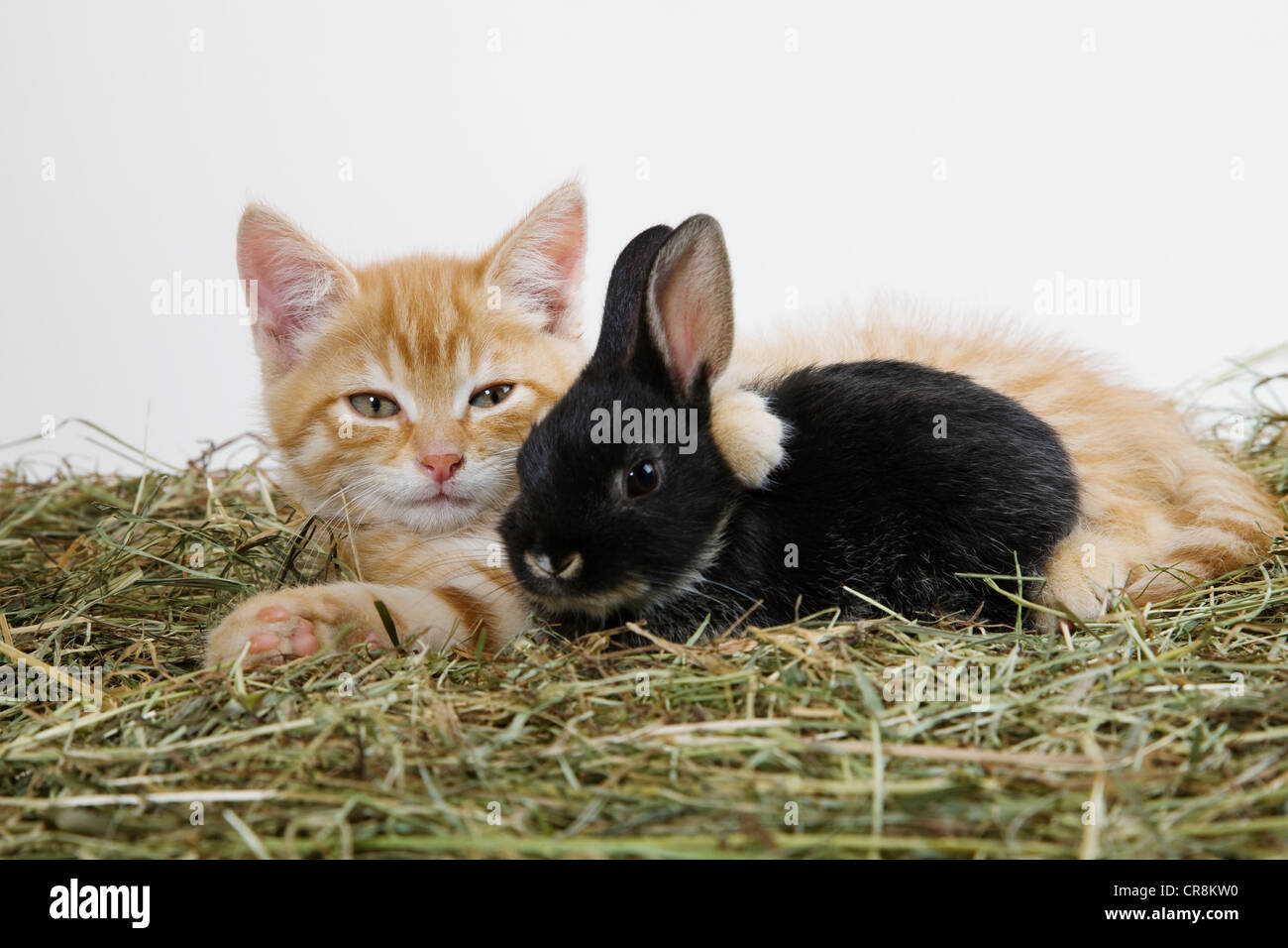 Lo zenzero gattino e coniglio Foto Stock