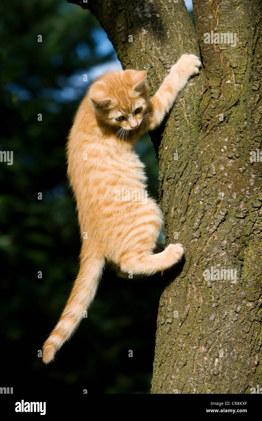 Lo zenzero cat albero di presa Foto Stock