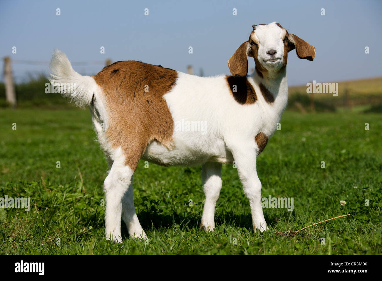 Capretto nel campo Foto Stock