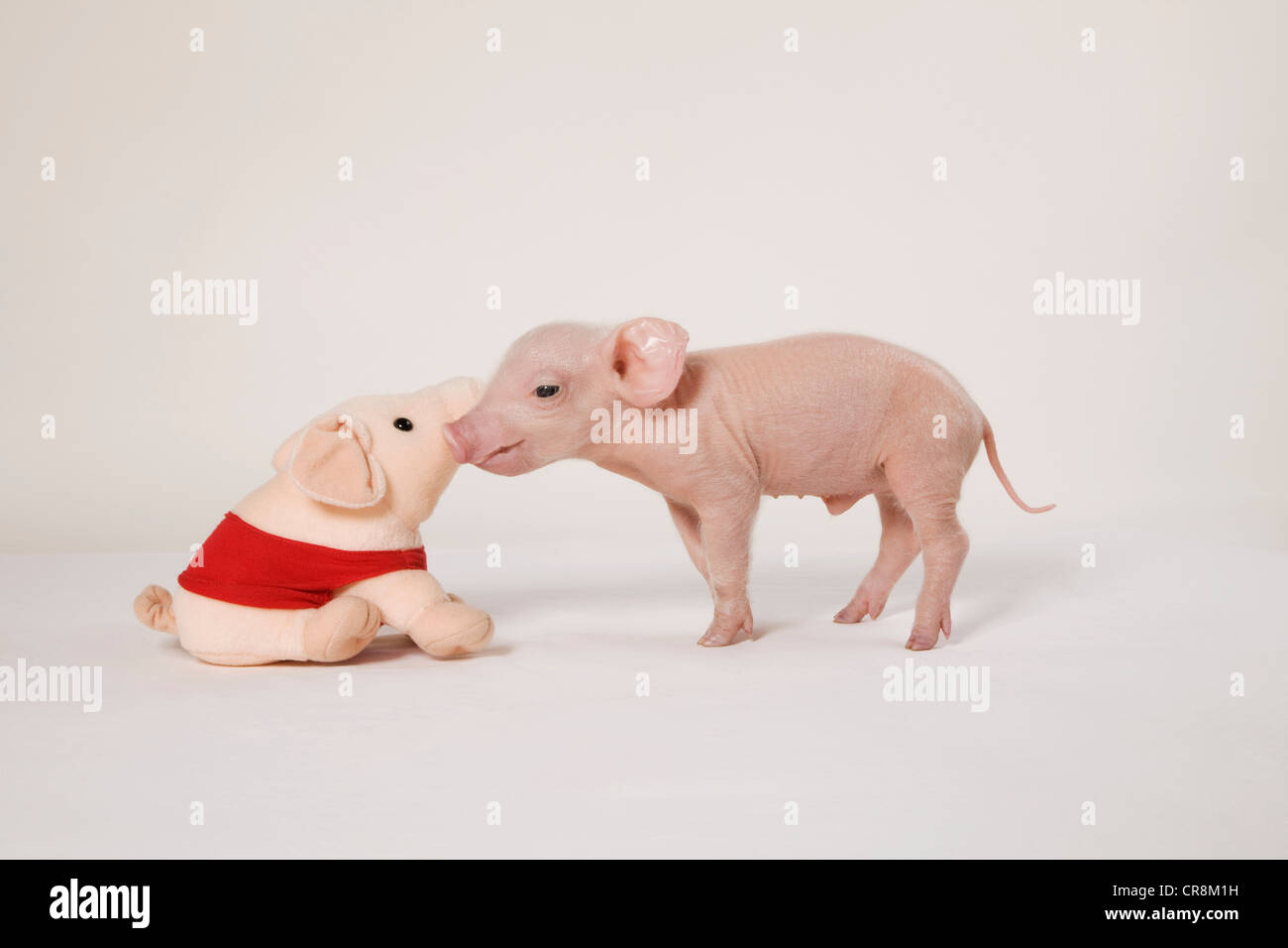 Porcellino e giocattolo morbido Foto Stock