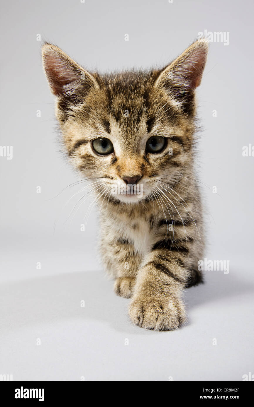 Gattino sveglio Foto Stock