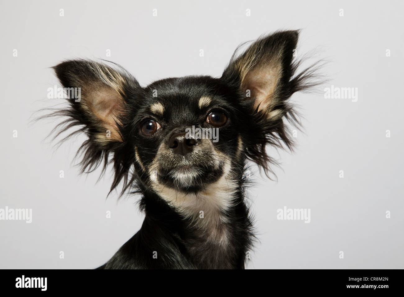 Cane da vicino, ritratto Foto Stock